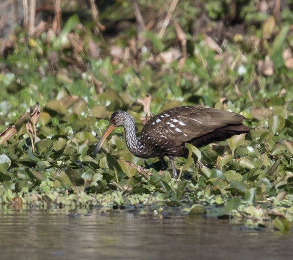 %_tempFileName2018%20%201%2015%20Audubon%20trip%20B_13%