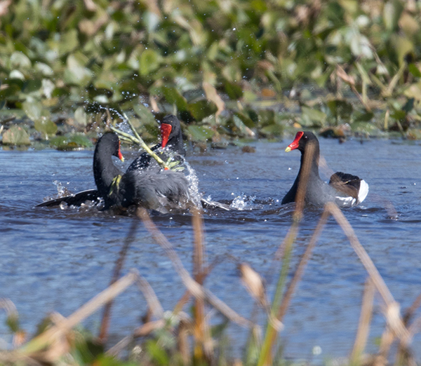 %_tempFileName2018%20%201%2015%20Audubon%20trip%20B_15%