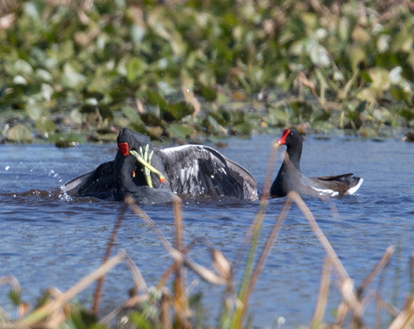 %_tempFileName2018%20%201%2015%20Audubon%20trip%20B_16%