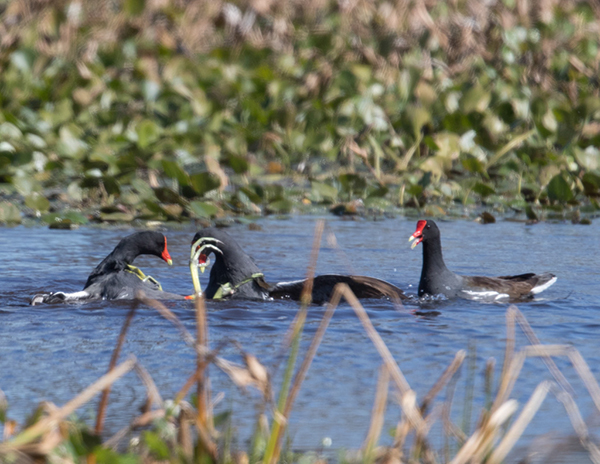 %_tempFileName2018%20%201%2015%20Audubon%20trip%20B_17%