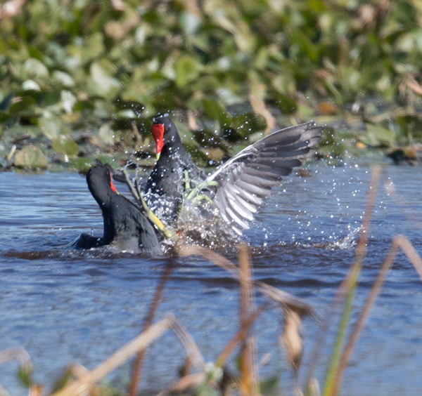 %_tempFileName2018%20%201%2015%20Audubon%20trip%20B_18%