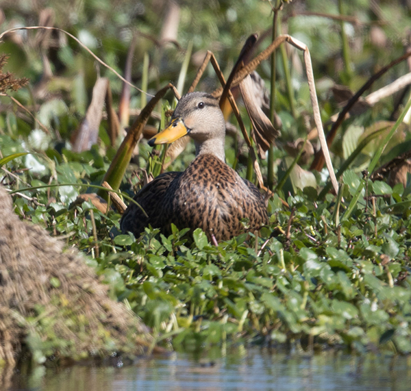 %_tempFileName2018%20%201%2015%20Audubon%20trip%20B_19%