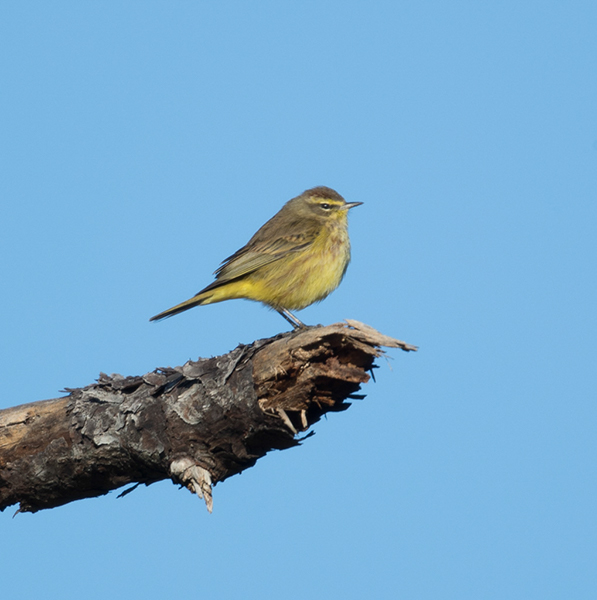 %_tempFileName2018%20%201%2015%20Audubon%20trip%20B_2%