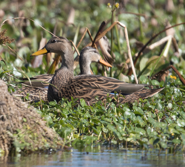 %_tempFileName2018%20%201%2015%20Audubon%20trip%20B_20%