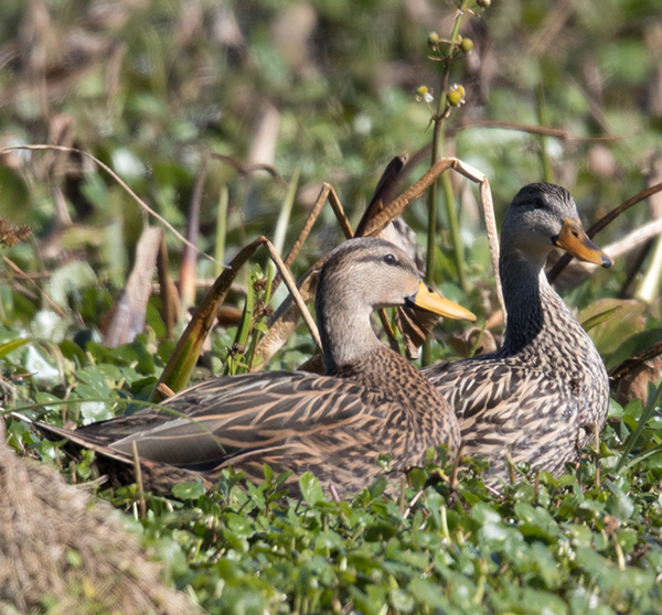 %_tempFileName2018%20%201%2015%20Audubon%20trip%20B_21%