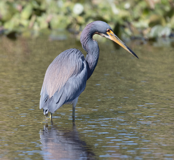 %_tempFileName2018%20%201%2015%20Audubon%20trip%20B_23%