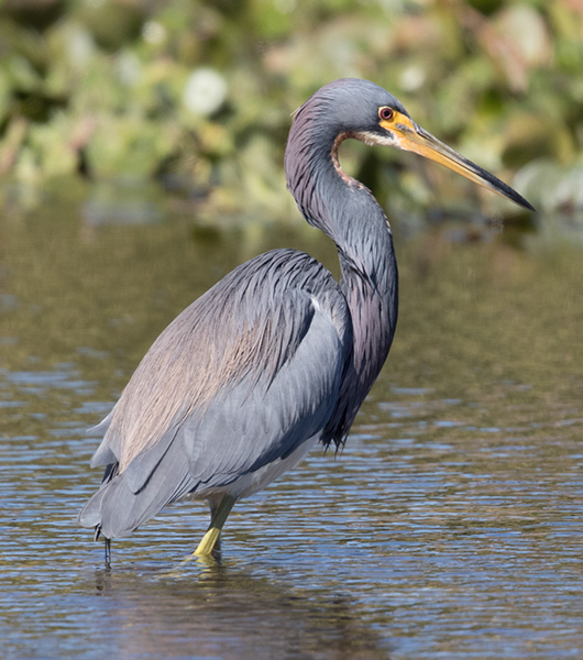 %_tempFileName2018%20%201%2015%20Audubon%20trip%20B_24%