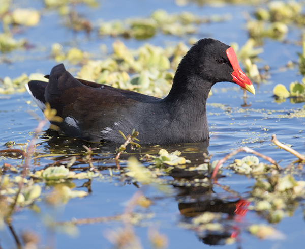 %_tempFileName2018%20%201%2015%20Audubon%20trip%20B_30%