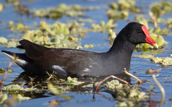 %_tempFileName2018%20%201%2015%20Audubon%20trip%20B_31%