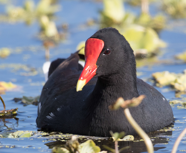 %_tempFileName2018%20%201%2015%20Audubon%20trip%20B_32%