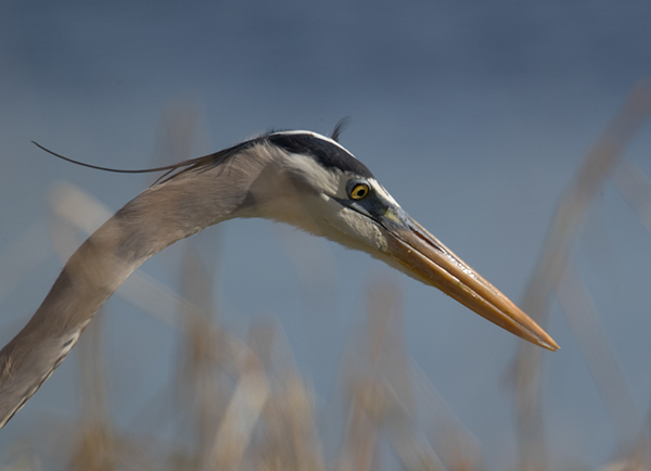 %_tempFileName2018%20%201%2015%20Audubon%20trip%20B_34%