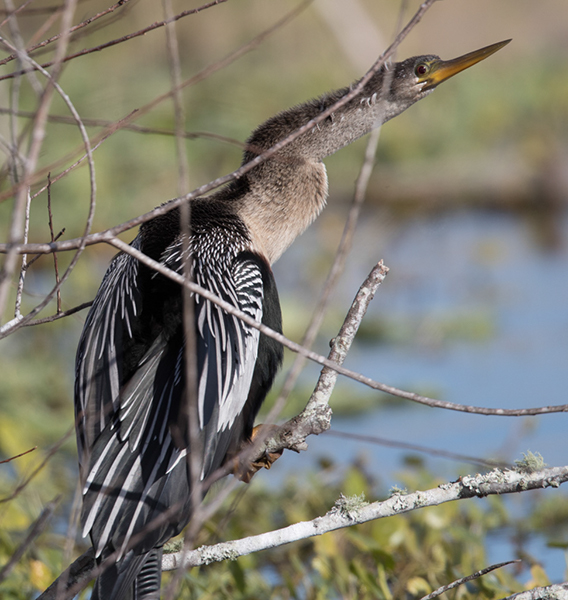 %_tempFileName2018%20%201%2015%20Audubon%20trip%20B_35%