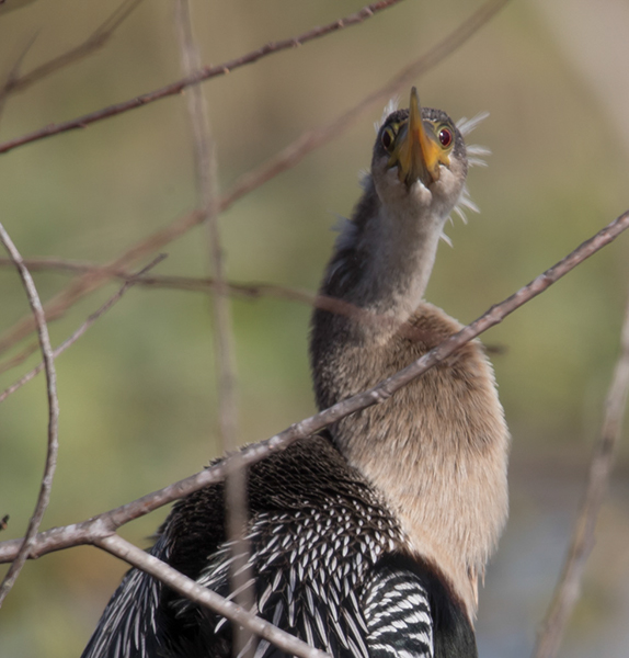 %_tempFileName2018%20%201%2015%20Audubon%20trip%20B_36%