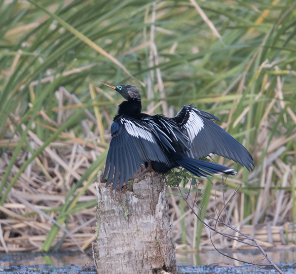 %_tempFileName2018%20%201%2015%20Audubon%20trip%20B_43%