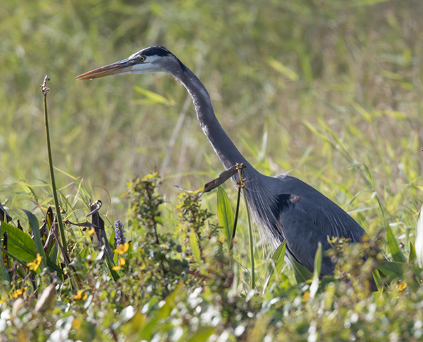 %_tempFileName2018%20%201%2015%20Audubon%20trip%20B_47%