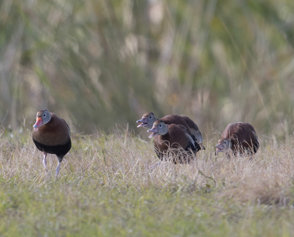 %_tempFileName2018%20%201%2015%20Audubon%20trip%20B_48%