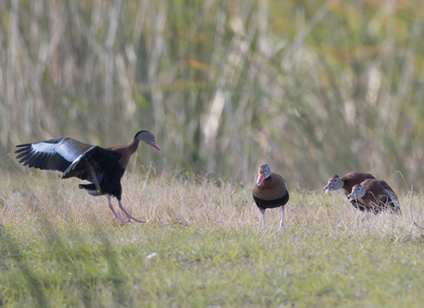 %_tempFileName2018%20%201%2015%20Audubon%20trip%20B_49%