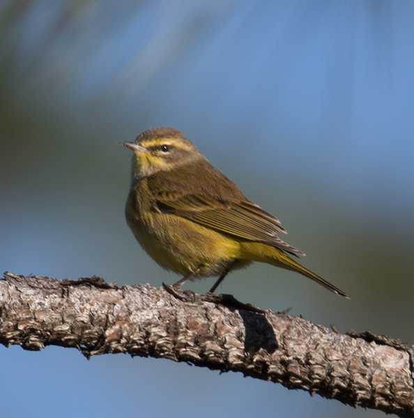 %_tempFileName2018%20%201%2015%20Audubon%20trip%20B_5%