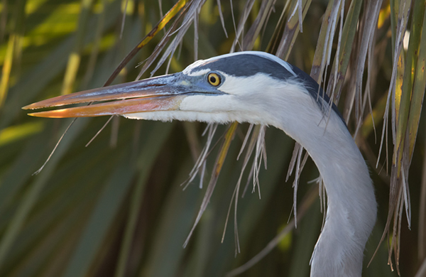 %_tempFileName2018%20%201%2015%20Audubon%20trip%20B_56%