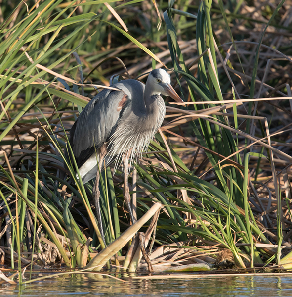 %_tempFileName2018%20%201%2015%20Audubon%20trip%20B_61%