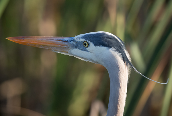 %_tempFileName2018%20%201%2015%20Audubon%20trip%20B_63%