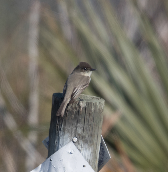 %_tempFileName2018%20%201%2015%20Audubon%20trip%20B_7%