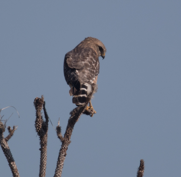 %_tempFileName2018%20%201%2015%20Audubon%20trip%20B_8%