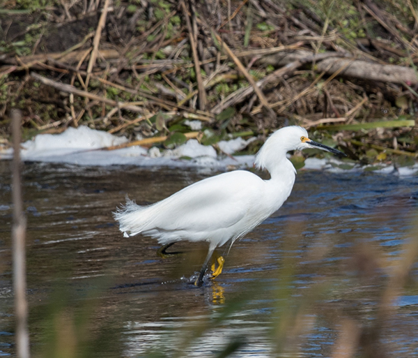 %_tempFileName2018%20%201%2015%20Audubon%20trip%20B_9%