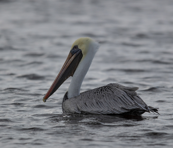 %_tempFileName2018%20%201%2015%20Audubon%20trip%