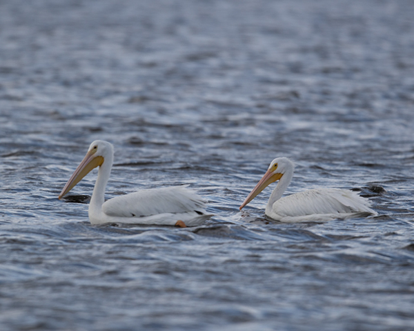 %_tempFileName2018%20%201%2015%20Audubon%20trip_1%