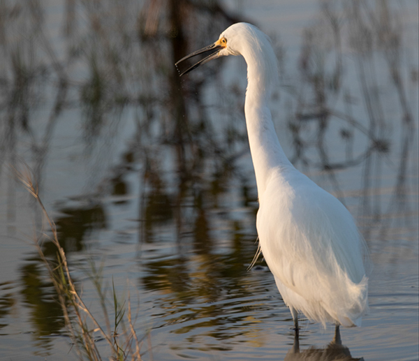 %_tempFileName2018%20%201%2015%20Audubon%20trip_15%