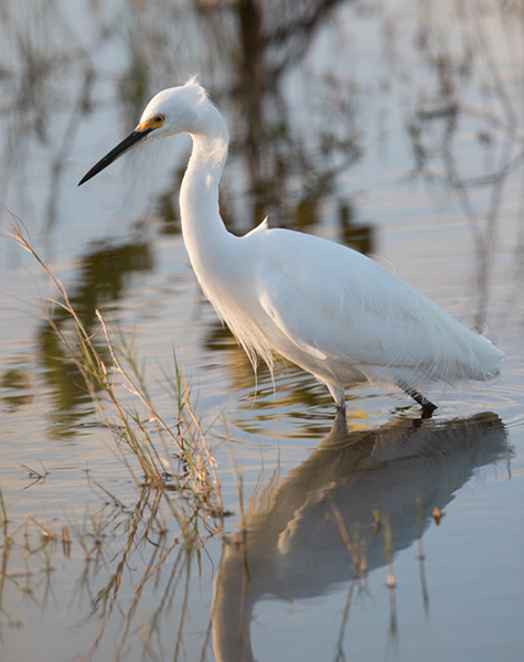 %_tempFileName2018%20%201%2015%20Audubon%20trip_16%