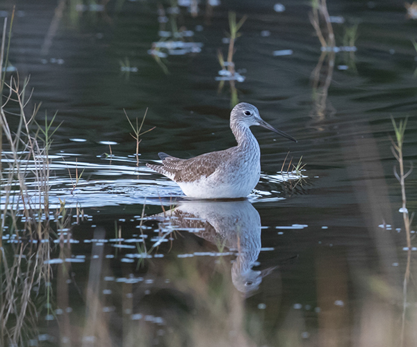 %_tempFileName2018%20%201%2015%20Audubon%20trip_18%