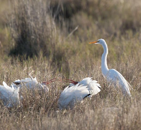 %_tempFileName2018%20%201%2015%20Audubon%20trip_21%