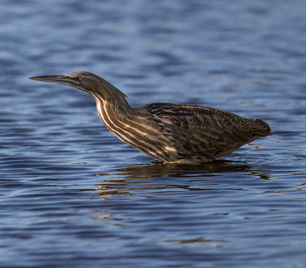 %_tempFileName2018%20%201%2015%20Audubon%20trip_25%