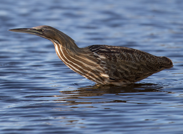 %_tempFileName2018%20%201%2015%20Audubon%20trip_26%