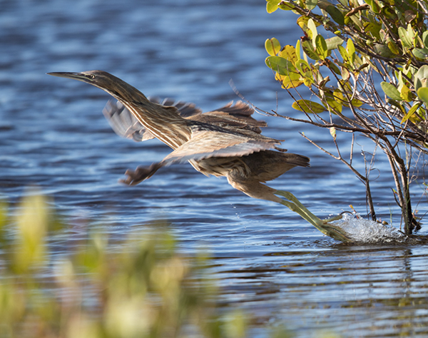 %_tempFileName2018%20%201%2015%20Audubon%20trip_29%