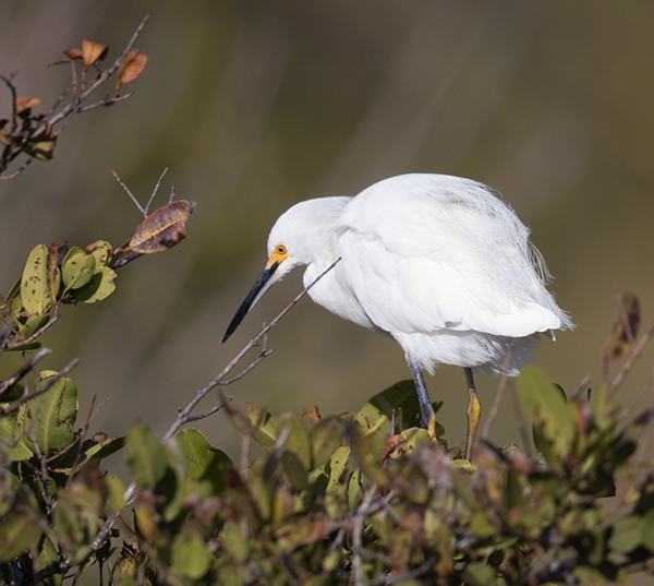 %_tempFileName2018%20%201%2015%20Audubon%20trip_32%