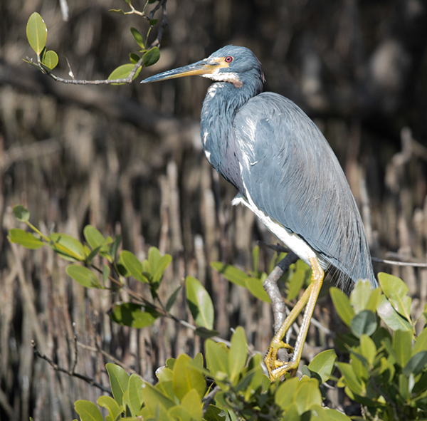 %_tempFileName2018%20%201%2015%20Audubon%20trip_45%