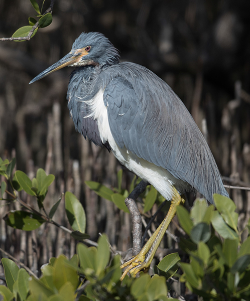 %_tempFileName2018%20%201%2015%20Audubon%20trip_47%