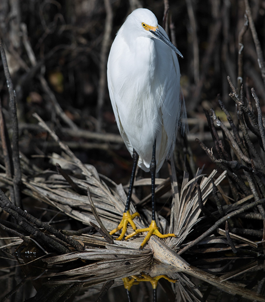 %_tempFileName2018%20%201%2015%20Audubon%20trip_48%