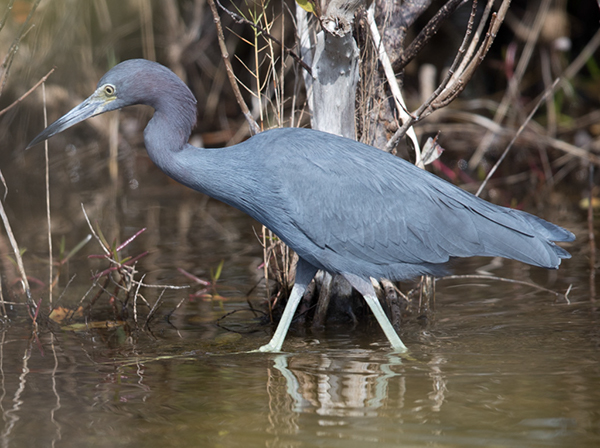 %_tempFileName2018%20%201%2015%20Audubon%20trip_51%