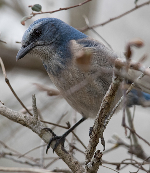 %_tempFileName2018%20%201%2015%20Audubon%20trip_55%