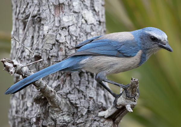 %_tempFileName2018%20%201%2015%20Audubon%20trip_57%