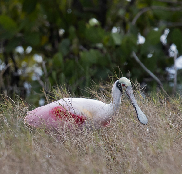 %_tempFileName2018%20%201%2015%20Audubon%20trip_69%