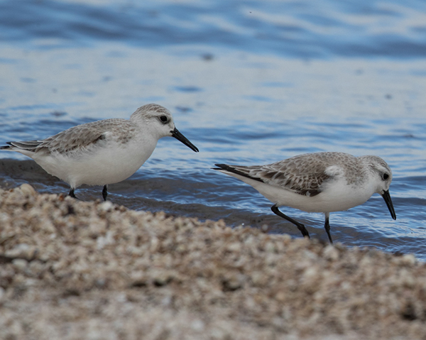 %_tempFileName2018%20%201%2015%20Audubon%20trip_70%