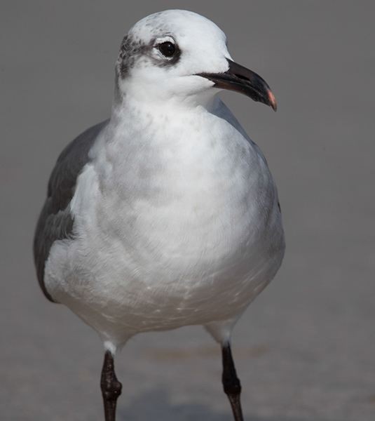 %_tempFileName2018%20%201%2015%20Audubon%20trip_8%