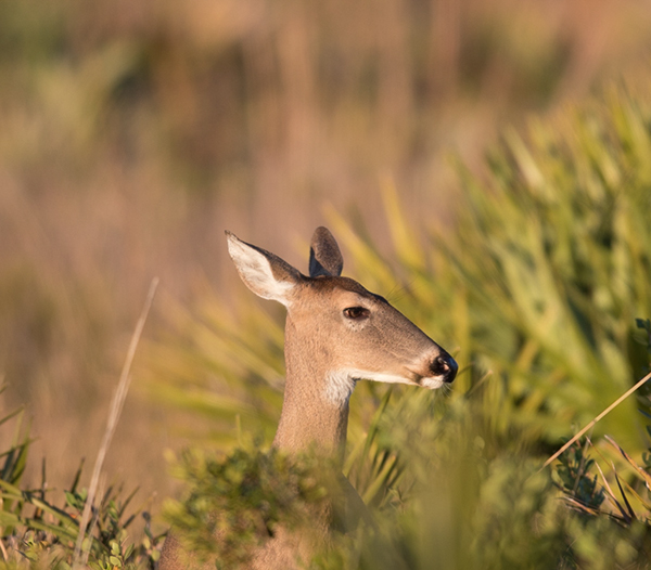 %_tempFileName2018%20%201%2015%20Audubon%20trip_84%