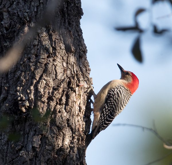 %_tempFileName2018%20%201%2015%20Audubon%20trip_86%