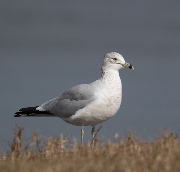 %_tempFileName2018%20%201%2015%20Audubon%20trip_9%